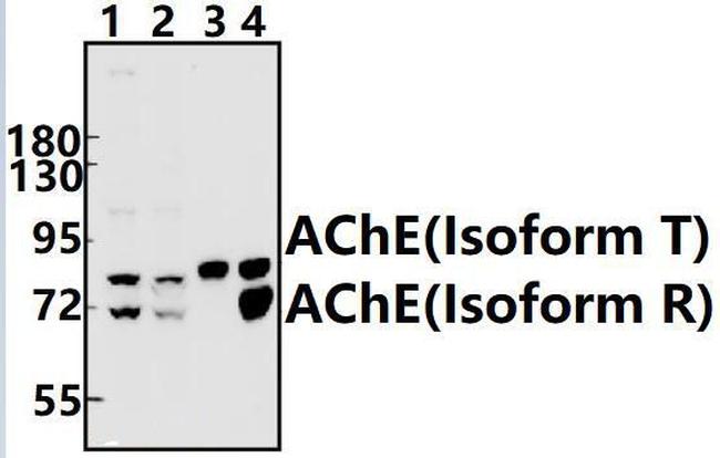 Acetylcholinesterase Antibody in Western Blot (WB)