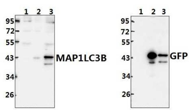 LC3B Antibody in Western Blot (WB)