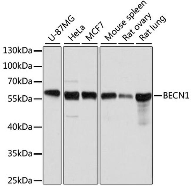 Beclin 1 Antibody in Western Blot (WB)