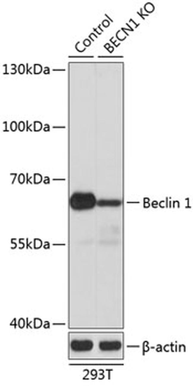 Beclin 1 Antibody in Western Blot (WB)