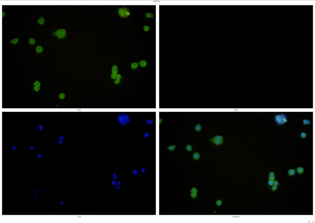 Beclin 1 Antibody in Immunocytochemistry (ICC/IF)