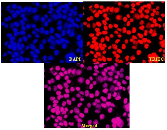 Lamin B1 Antibody in Immunocytochemistry (ICC/IF)