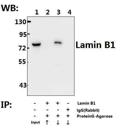 Lamin B1 Antibody in Immunoprecipitation (IP)