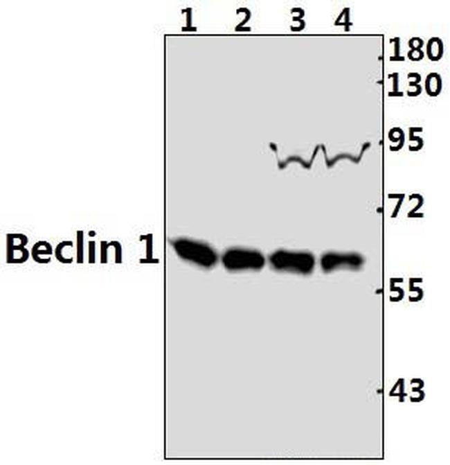 Beclin 1 Antibody in Western Blot (WB)