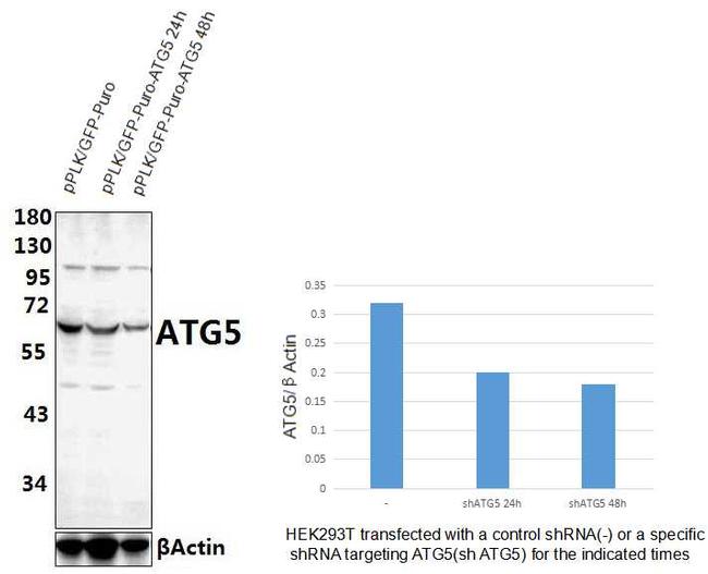 ATG5 Antibody in Western Blot (WB)