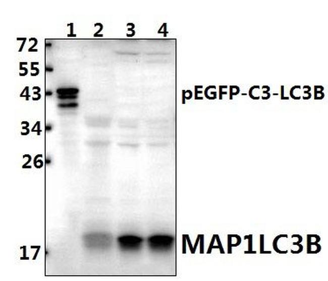 LC3B Antibody in Western Blot (WB)