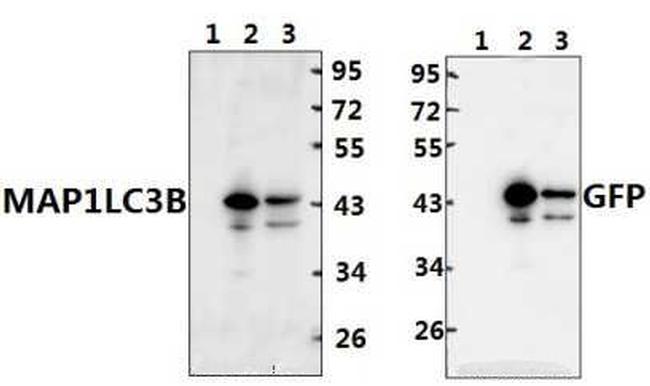 LC3B Antibody in Western Blot (WB)