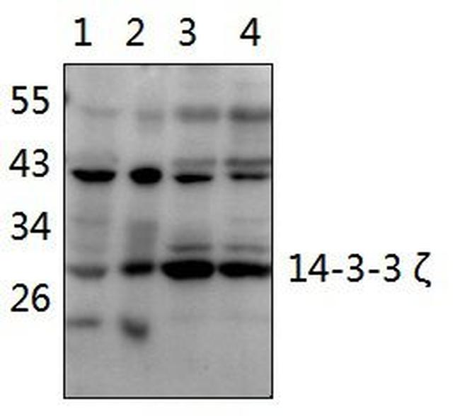 14-3-3 zeta Antibody in Western Blot (WB)