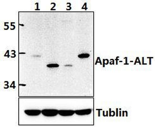 APAF1 Antibody in Western Blot (WB)