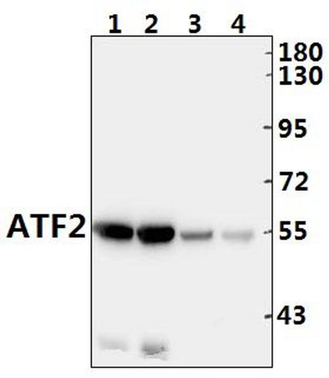 ATF2 Antibody in Western Blot (WB)