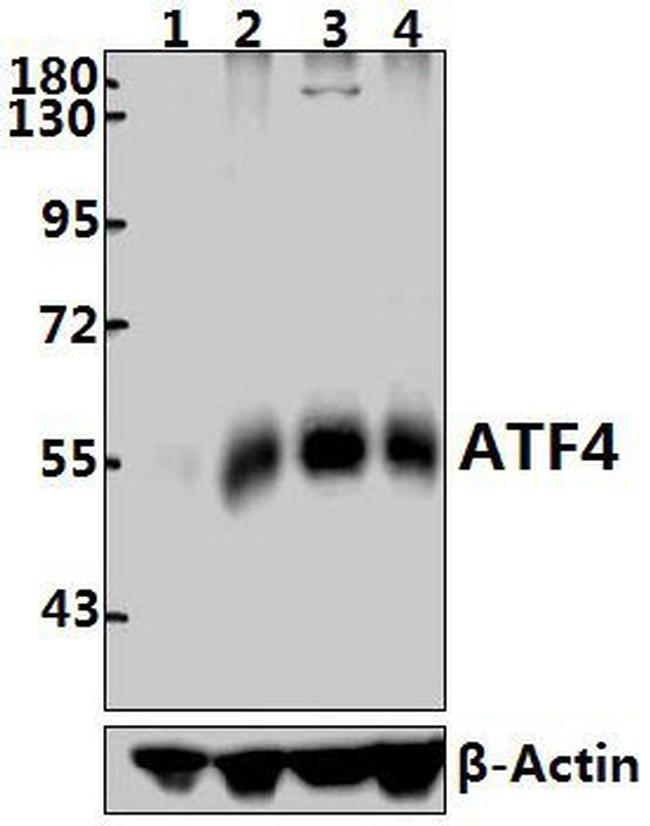 ATF4 Antibody in Western Blot (WB)