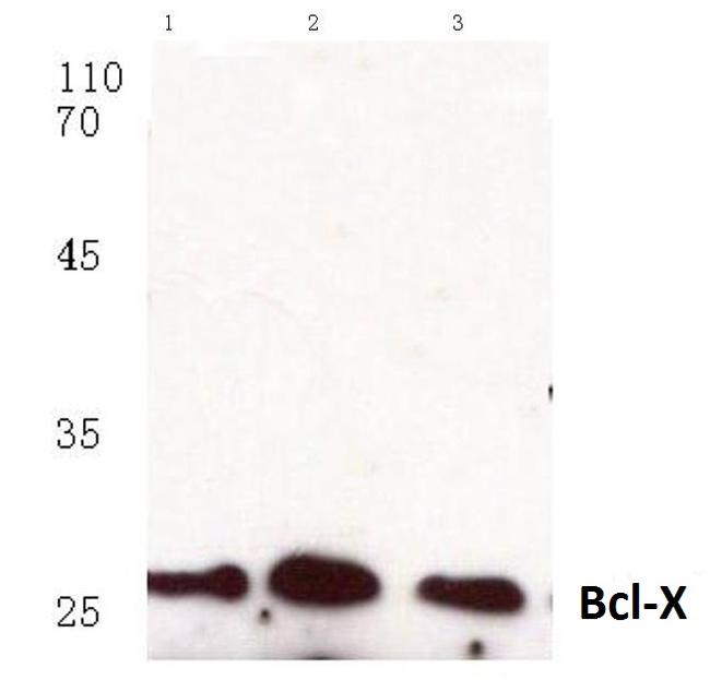 Bcl-X Antibody in Western Blot (WB)