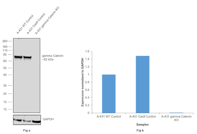 gamma Catenin Antibody in Western Blot (WB)