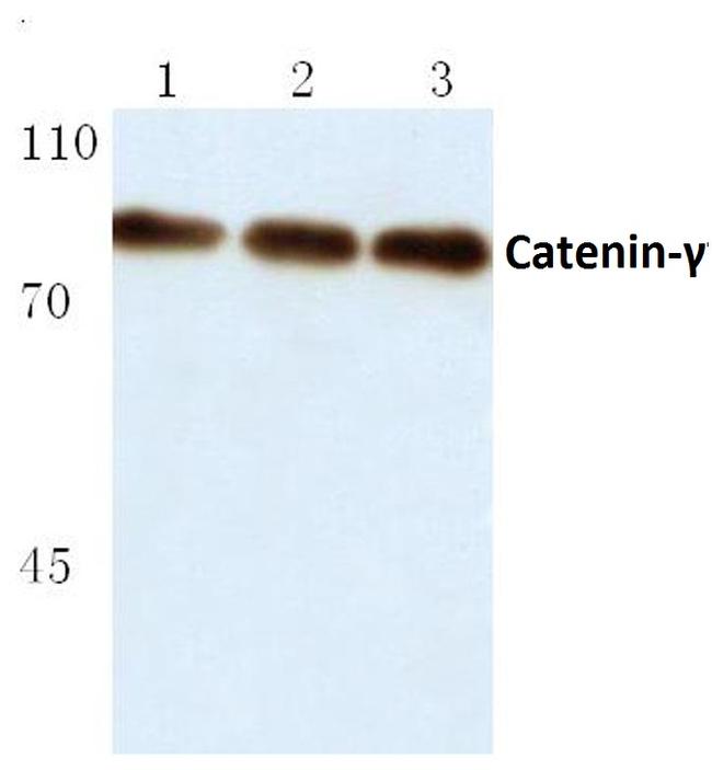 gamma Catenin Antibody in Western Blot (WB)