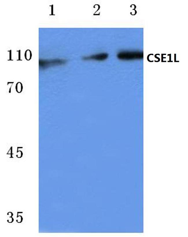 CAS Antibody in Western Blot (WB)