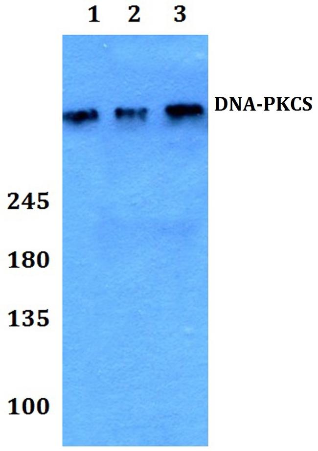 DNA-PK Antibody in Western Blot (WB)