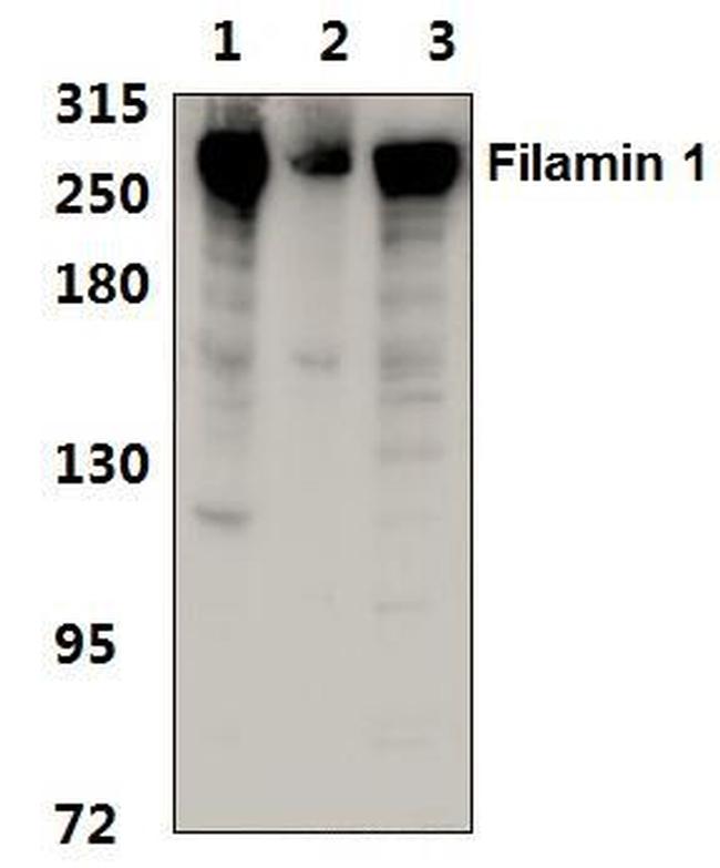 Filamin A Antibody in Western Blot (WB)