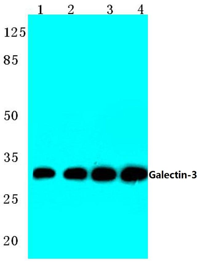 Galectin 3 Antibody in Western Blot (WB)