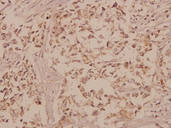 GFR alpha-1 Antibody in Immunohistochemistry (Paraffin) (IHC (P))