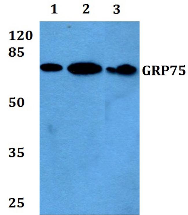 HSPA9 Antibody in Western Blot (WB)