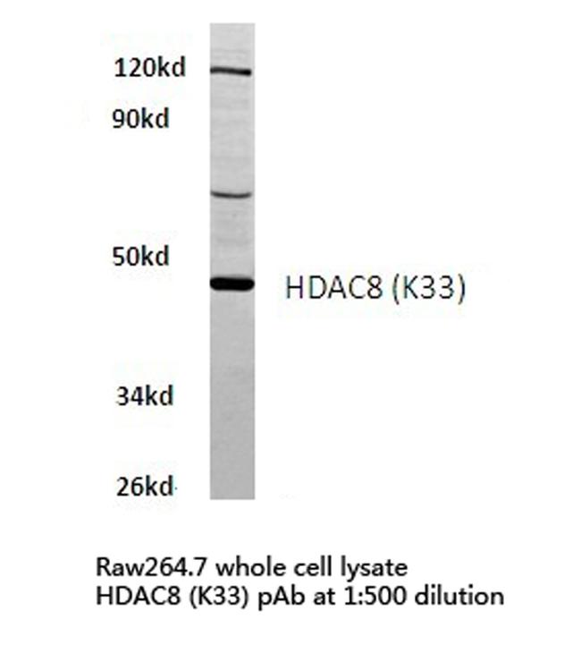 HDAC8 Antibody in Western Blot (WB)