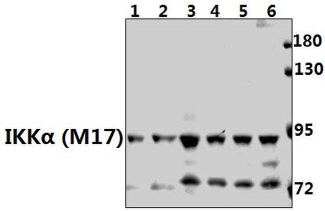 IKK alpha Antibody in Western Blot (WB)