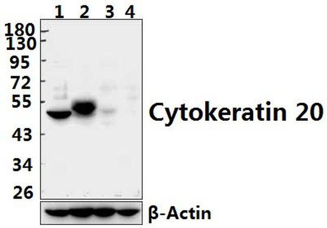 Cytokeratin 20 Antibody in Western Blot (WB)