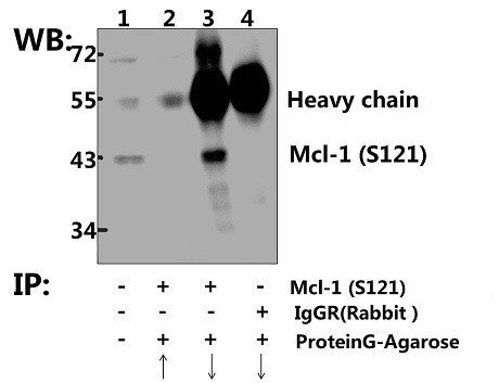 MCL-1 Antibody in Immunoprecipitation (IP)