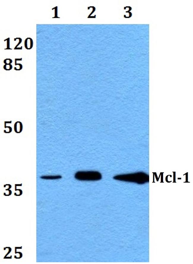 MCL-1 Antibody in Western Blot (WB)