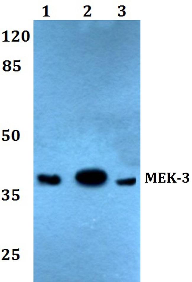 MEK3 Antibody in Western Blot (WB)