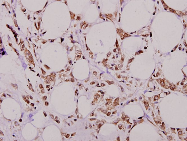 MMP7 Antibody in Immunohistochemistry (Paraffin) (IHC (P))