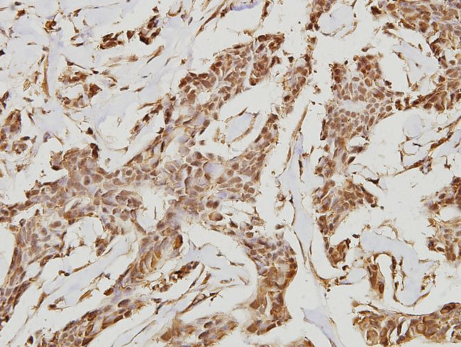 OCT3/4 Antibody in Immunohistochemistry (Paraffin) (IHC (P))