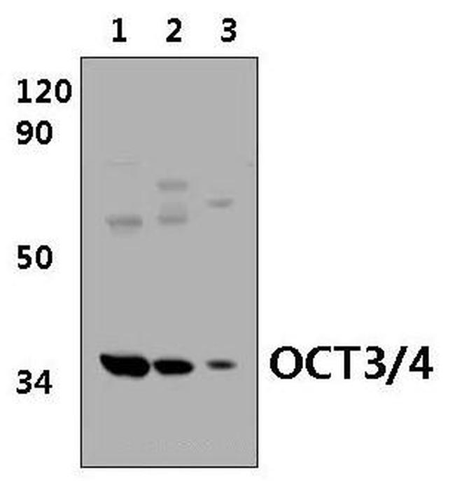 OCT3/4 Antibody in Western Blot (WB)