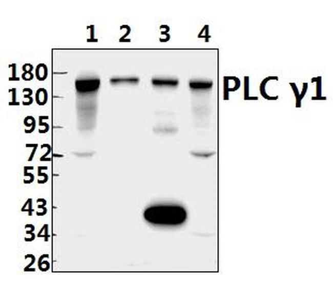 PLCG1 Antibody in Western Blot (WB)