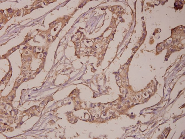 PSA Antibody in Immunohistochemistry (Paraffin) (IHC (P))