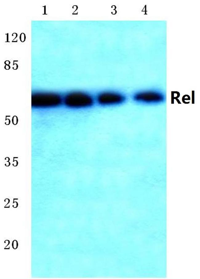 c-Rel Antibody in Western Blot (WB)