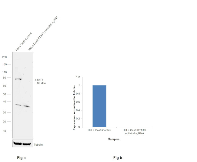 STAT3 Antibody