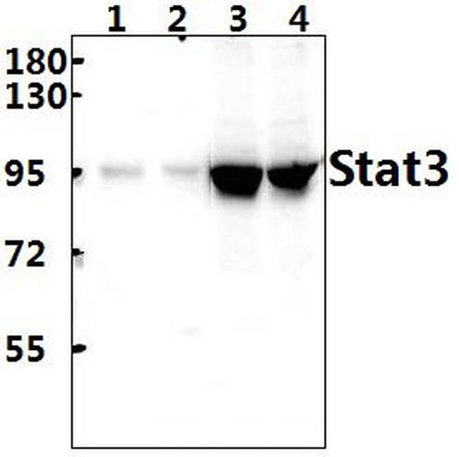 STAT3 Antibody in Western Blot (WB)