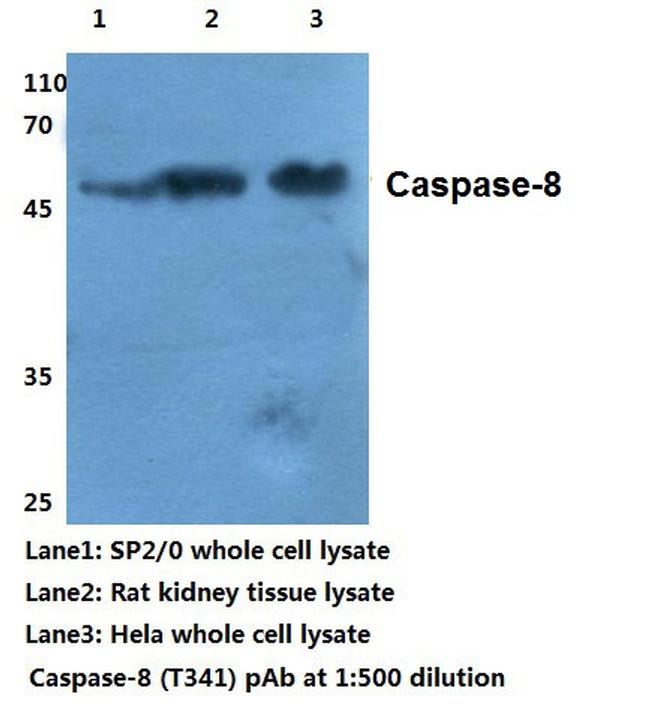 Caspase 8 Antibody in Western Blot (WB)