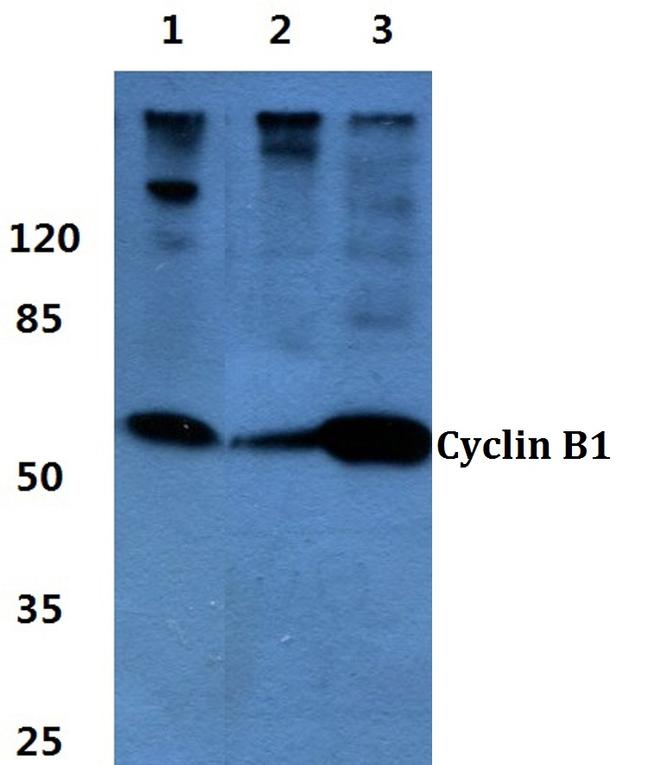 Cyclin B1 Antibody in Western Blot (WB)