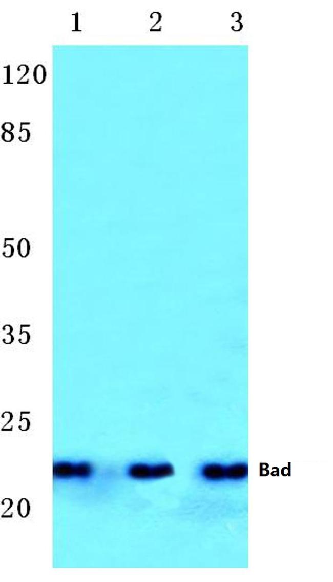 BAD Antibody in Western Blot (WB)