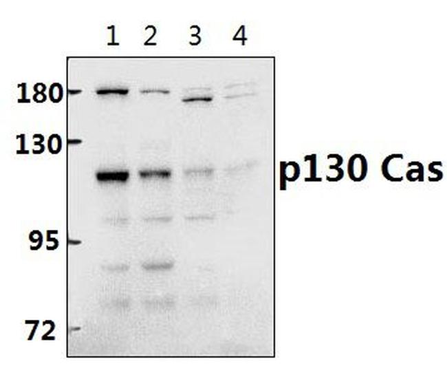 p130Cas Antibody in Western Blot (WB)