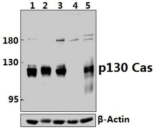 p130Cas Antibody in Western Blot (WB)