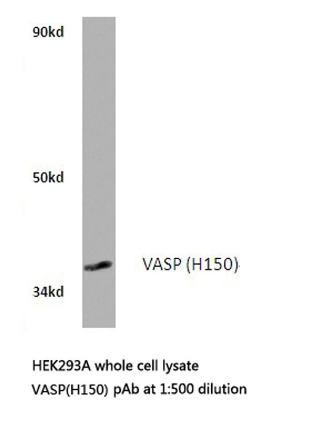 VASP Antibody in Western Blot (WB)