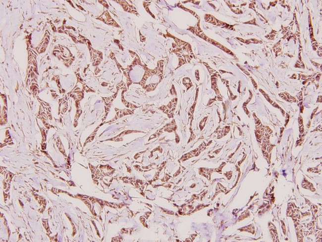 Calnexin Antibody in Immunohistochemistry (Paraffin) (IHC (P))