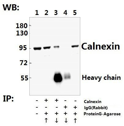 Calnexin Antibody in Immunoprecipitation (IP)