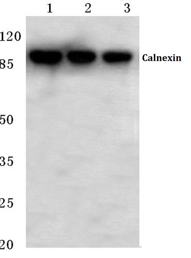 Calnexin Antibody in Western Blot (WB)