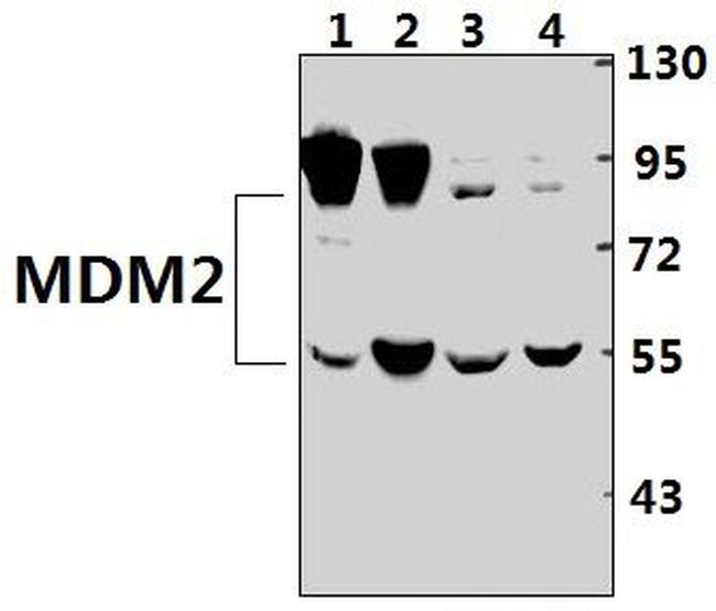 MDM2 Antibody in Western Blot (WB)