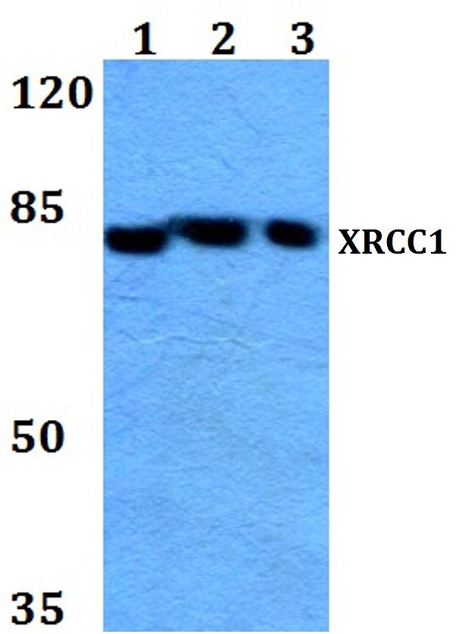 XRCC1 Antibody in Western Blot (WB)