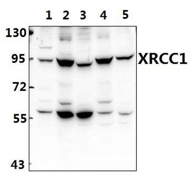 XRCC1 Antibody in Western Blot (WB)